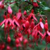 Fuchsia riccartonii - 2L