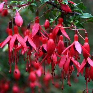 Fuchsia riccartonii