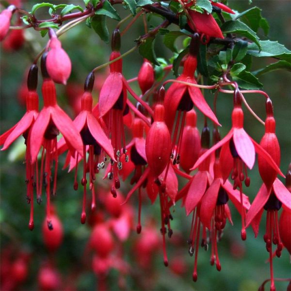 Fuchsia riccartonii
