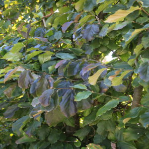 Fagus sylvatica Standard Espalier