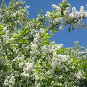 Prunus padus