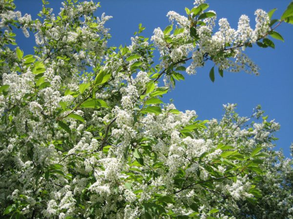 Prunus padus
