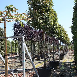 Photinia Red Robin Standard Espalier