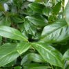 Prunus Novita Hedging - 2L 80-100cm+