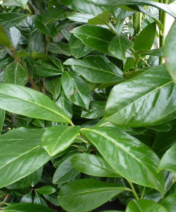 Prunus Novita Hedging