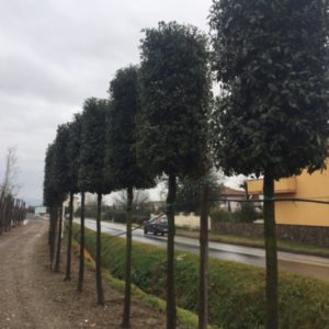 Quercus Ilex/ Evergreen Oak Standard Trees