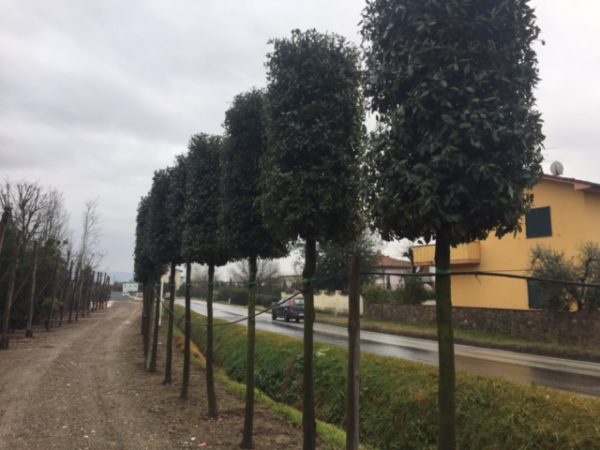 Quercus Ilex/ Evergreen Oak Standard Trees