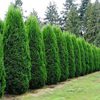Thuja plicata / Western Red Cedar - 200-250cm Rootballed