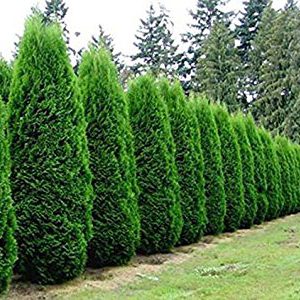 Thuja plicata / Western Red Cedar