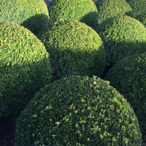 Buxus sempervirens / Box Balls