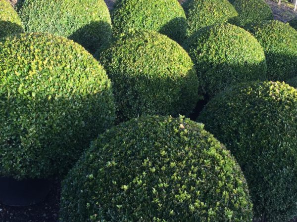 Buxus sempervirens / Box Balls
