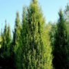 Carpinus betulus Fastigiata / Upright Hornbeam - 08-10cm girth, 2.5-3m tall, Feathered, Rootballed