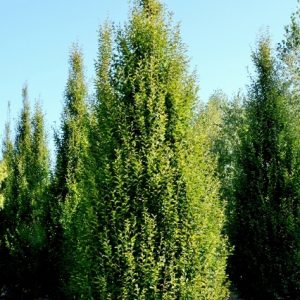 Carpinus betulus Fastigiata / Upright Hornbeam