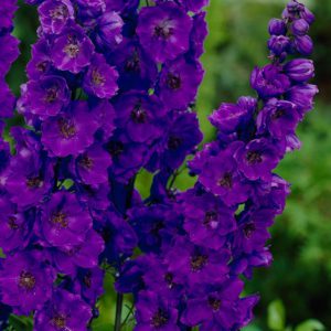 Delphinium Black Knight