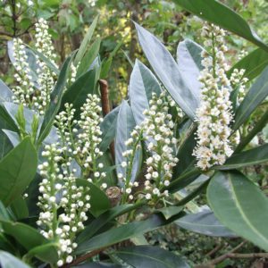 Prunus Otto Luyken