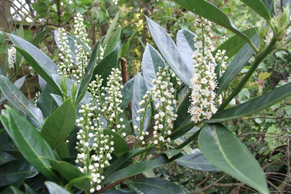 Prunus Otto Luyken