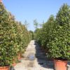 Photinia Red Robin Cones - 70L 200-225cm