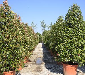 Photinia Red Robin Cones