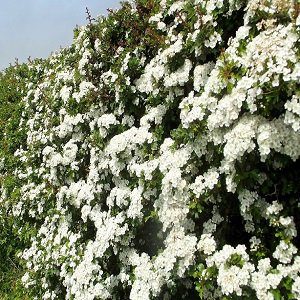 Crataegus monogyna/ Whitethorn Hedging / Thorn Hedging