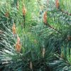 Pinus sylvestris - 250-300cm Rootballed