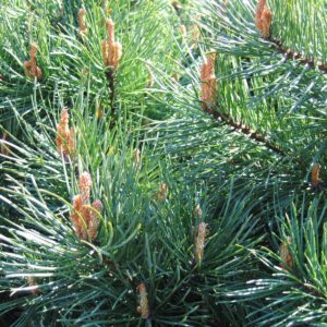 Pinus sylvestris