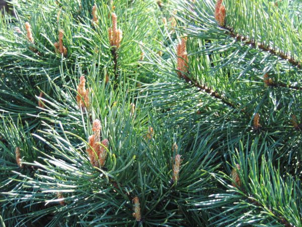 Pinus sylvestris