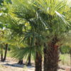 Chamaerops excelsa / Trachycarpus fortunei - Single Stem, 45L trunk 20-30cm