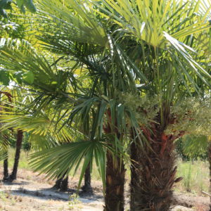 Chamaerops excelsa / Trachycarpus fortunei