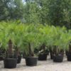 Chamaerops humilis  / Mediterranean Fan Palm - 50L 100-125cm