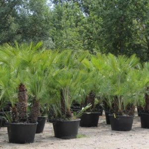 Chamaerops humilis  / Mediterranean Fan Palm