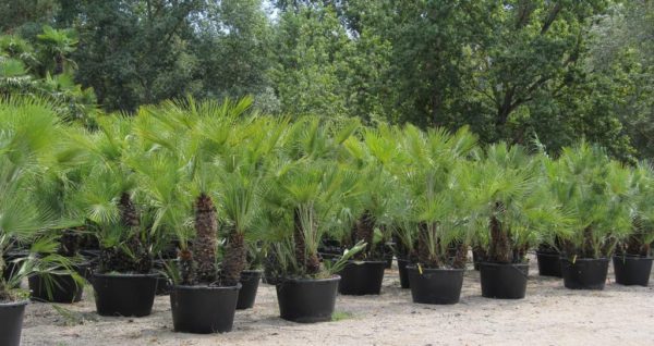 Chamaerops humilis  / Mediterranean Fan Palm