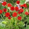 Geum Mrs Bradshaw - 2L