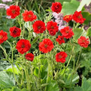 Geum Mrs Bradshaw