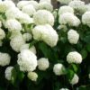 Hydrangea Annabelle - 5L