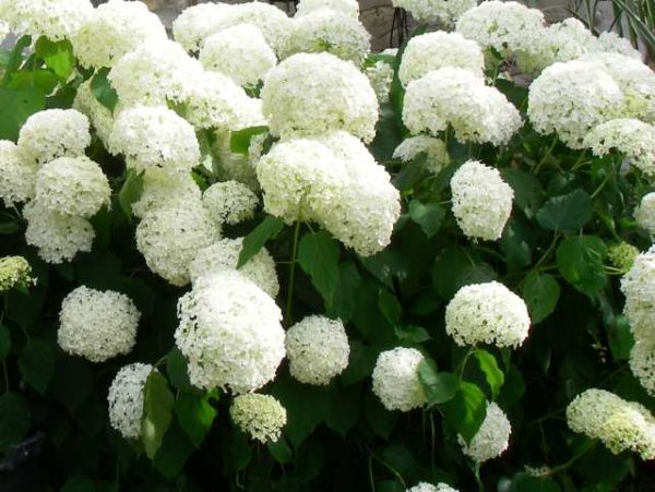 Hydrangea Annabelle