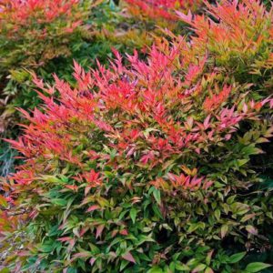 Nandina domestica / Heavenly Bamboo