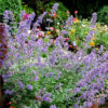 Nepeta Six Hills Giant - 2L