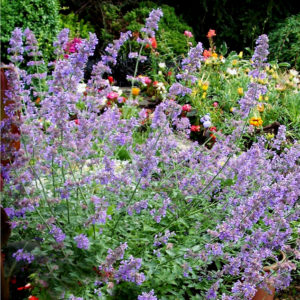 Nepeta Six Hills Giant