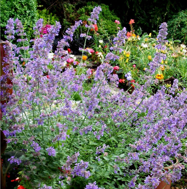 Nepeta Six Hills Giant