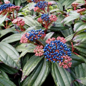 Viburnum davidii
