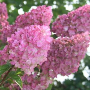 Hydrangea Sundae Fraise