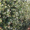 Trachelospermum jasminoides / Evergreen Jasmine Espalier - 35L 100cm W x 150cm H