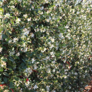 Trachelospermum jasminoides / Evergreen Jasmine Espalier