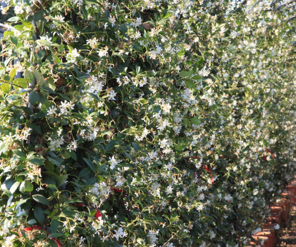Trachelospermum jasminoides / Evergreen Jasmine Espalier