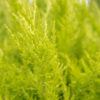 Cupressocyparis leylandii Castlewellan Gold 3 ball - 20L 130-140cm