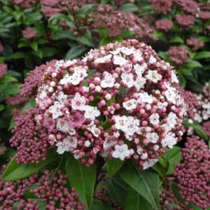 Viburnum tinus
