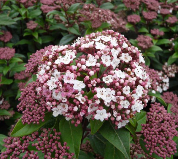 Viburnum tinus