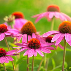 Echinacea purpurea