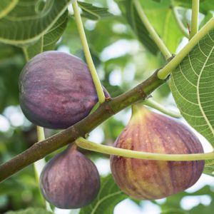 Ficus carica Brown Turkey (Fig Tree)