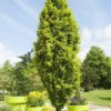 Fagus sylvatica 'Dawyck Gold' - 180L, 3.5-4m tall, feathered